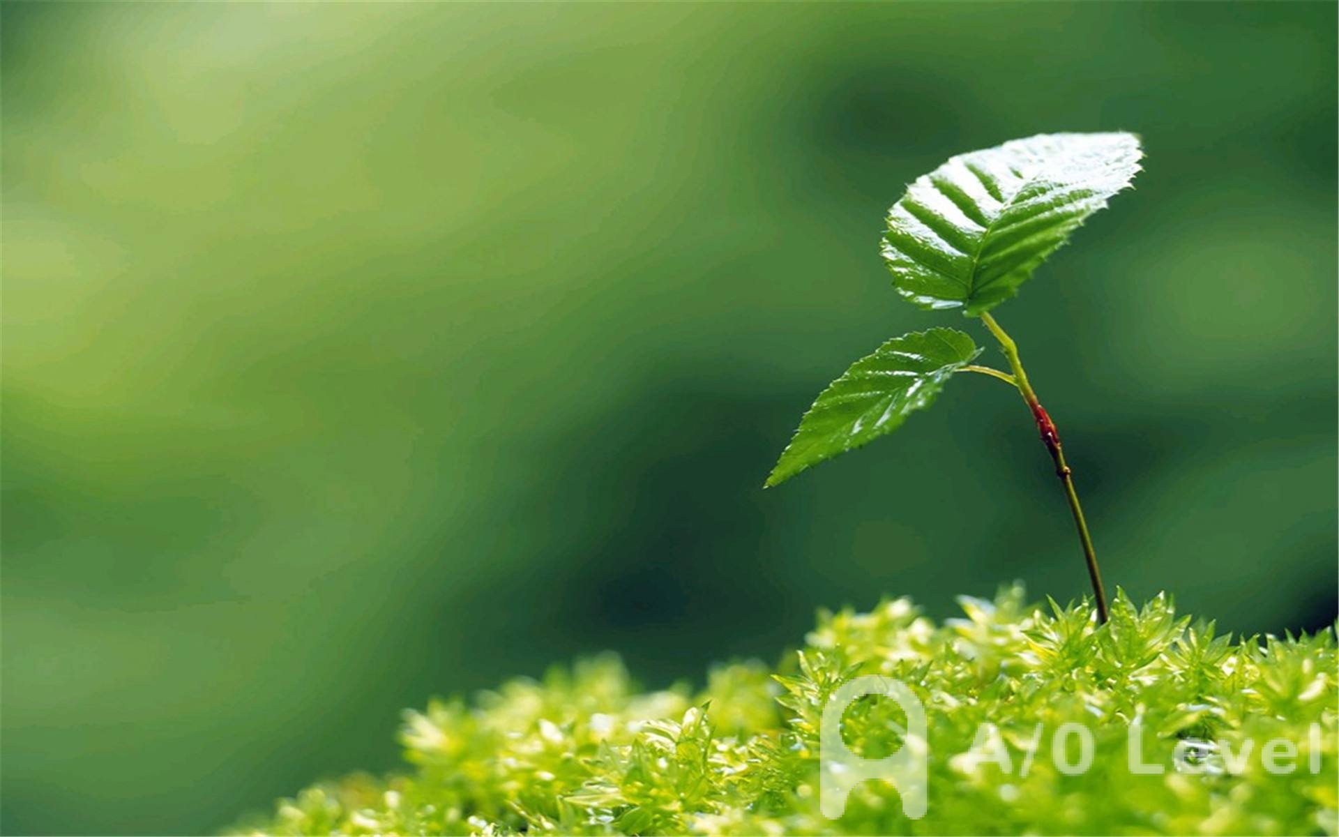 了解A-Level心理学，这篇文章就够了AOLevel考试资讯网_A-Level与O-Level考试培训网