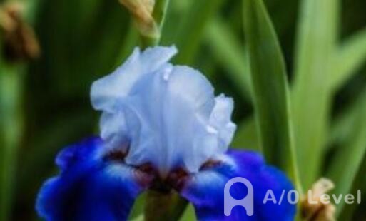 A-Level数学考试分类及难度介绍AOLevel考试资讯网_A-Level与O-Level考试培训网