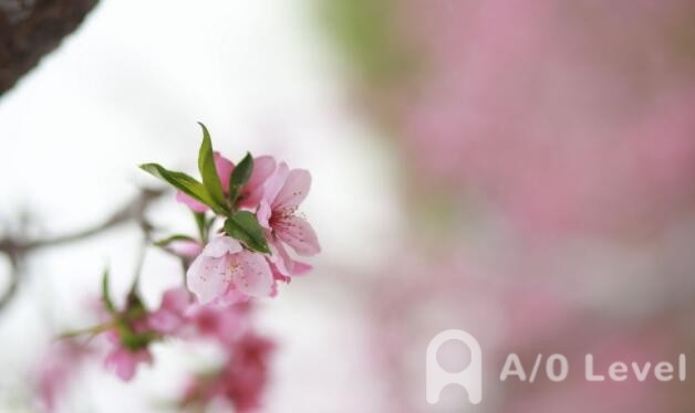 A-Level生物考试知识点：遗传算法AOLevel考试资讯网_A-Level与O-Level考试培训网