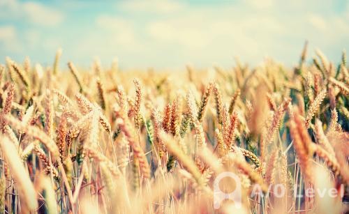 A-level生物考试关于概念的介绍AOLevel考试资讯网_A-Level与O-Level考试培训网