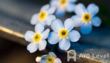 A-level考试选择剑桥IGCSE会计的原因AOLevel考试资讯网_A-Level与O-Level考试培训网