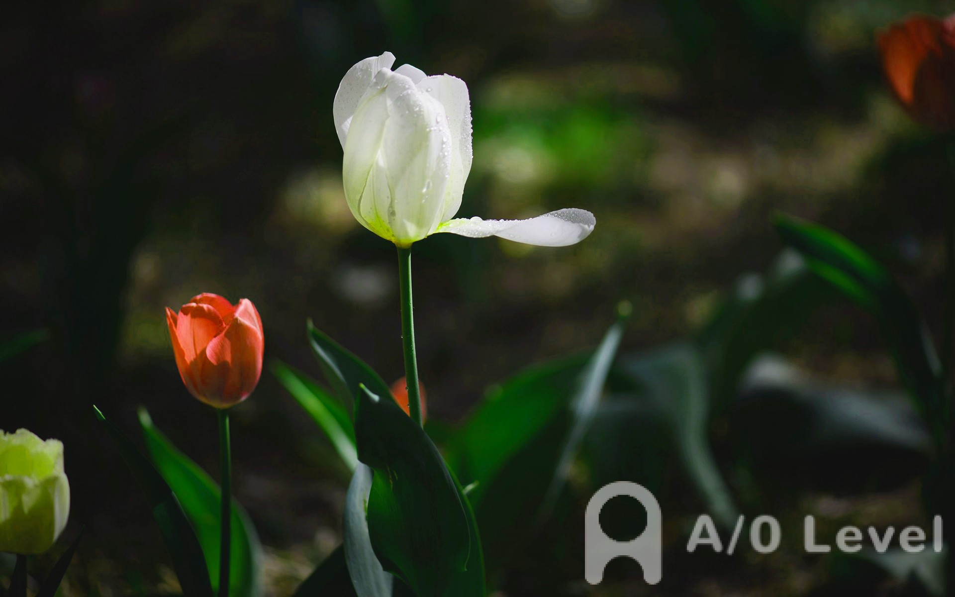 A-Level物理考试​关于磁场和电磁感应的介绍AOLevel考试资讯网_A-Level与O-Level考试培训网