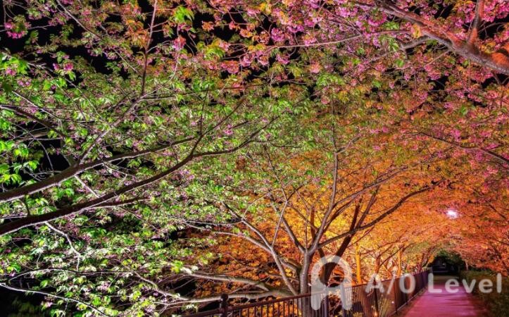 A-Level生物考试备考不可错过的知识点AOLevel考试资讯网_A-Level与O-Level考试培训网