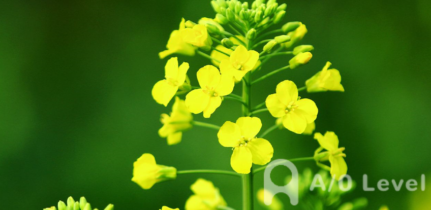 A-Level物理考试备考：质点与直线运动AOLevel考试资讯网_A-Level与O-Level考试培训网