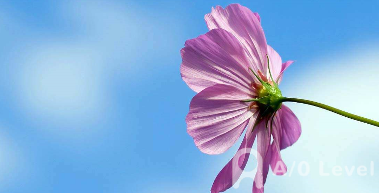 备考	A-Level物理考试的方法介绍AOLevel考试资讯网_A-Level与O-Level考试培训网