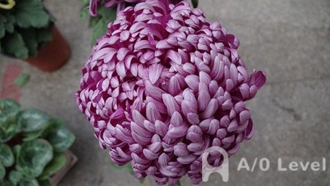 OLevel物理中两大重要知识点AOLevel考试资讯网_A-Level与O-Level考试培训网