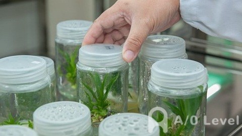 A-level考试基础数学和进阶数学要注意区分AOLevel考试资讯网_A-Level与O-Level考试培训网