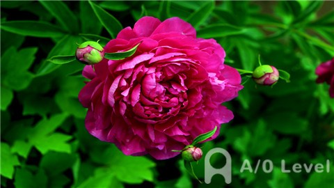 去新加坡留学，你怎么能不知道A水准考试！AOLevel考试资讯网_A-Level与O-Level考试培训网