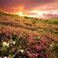 A-level生物学专业术语词缀（三）AOLevel考试资讯网_A-Level与O-Level考试培训网