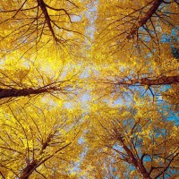 A-level数学如何才能拿到高分？AOLevel考试资讯网_A-Level与O-Level考试培训网