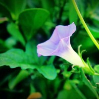 O-level备考之food的可数性与否AOLevel考试资讯网_A-Level与O-Level考试培训网