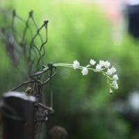 A-Level——你究竟在哪儿？我的assetAOLevel考试资讯网_A-Level与O-Level考试培训网