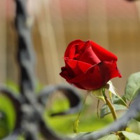 A-Level英语语法：情态动词的使用AOLevel考试资讯网_A-Level与O-Level考试培训网