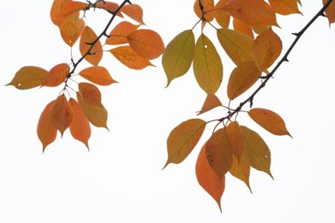  中国教育部认可的英国大学名单！ （十三） AOLevel考试资讯网_A-Level与O-Level考试培训网