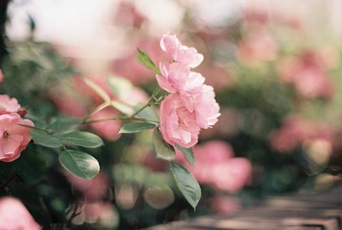 常春藤联盟 八所大学各有千秋（二） AOLevel考试资讯网_A-Level与O-Level考试培训网