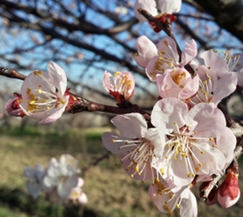 美国14所顶尖高校的推荐书单（一）AOLevel考试资讯网_A-Level与O-Level考试培训网