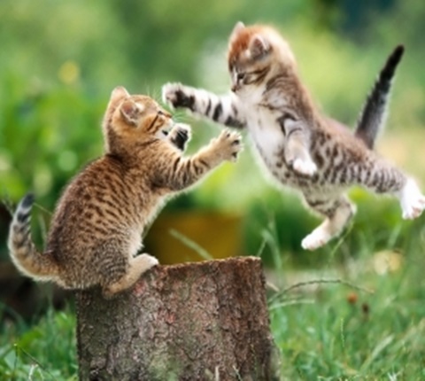  美国30个留学专业被亮"红牌"(四) AOLevel考试资讯网_A-Level与O-Level考试培训网