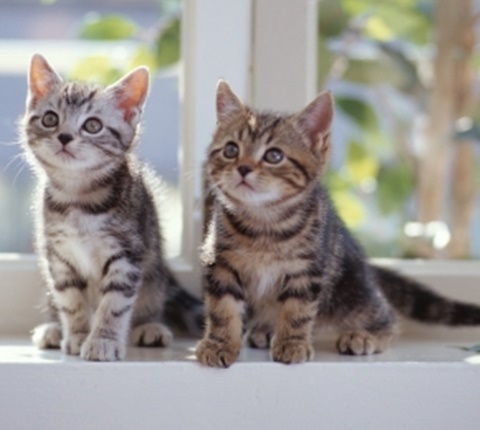 为什么国内有这么多一流大学，我们还是想去美国名校？（三）AOLevel考试资讯网_A-Level与O-Level考试培训网