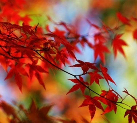 你是出国了，可你的档案怎么办？（一）AOLevel考试资讯网_A-Level与O-Level考试培训网