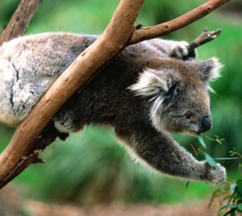 你是出国了，可你的档案怎么办？（二） AOLevel考试资讯网_A-Level与O-Level考试培训网