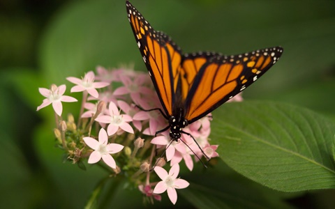  加拿大新生指南（四） AOLevel考试资讯网_A-Level与O-Level考试培训网