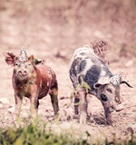 小编给你讲解A-level的成绩证书AOLevel考试资讯网_A-Level与O-Level考试培训网