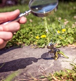 小编告诉你A-level和大学预科的区别AOLevel考试资讯网_A-Level与O-Level考试培训网