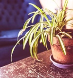 小编给你简单介绍一下O-levelAOLevel考试资讯网_A-Level与O-Level考试培训网