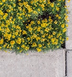 小编来帮你解答A Level 常识性问题AOLevel考试资讯网_A-Level与O-Level考试培训网