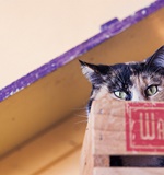 英国留学网络下载禁忌常识AOLevel考试资讯网_A-Level与O-Level考试培训网