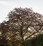 AP/A-level/IB三大课程体系的区别和特点AOLevel考试资讯网_A-Level与O-Level考试培训网