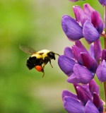 英国GCSE在读的孩子如何申请A-level?AOLevel考试资讯网_A-Level与O-Level考试培训网