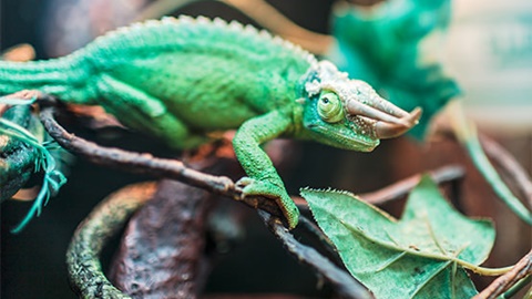 A-Level中文考的究竟是什么？AOLevel考试资讯网_A-Level与O-Level考试培训网