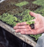 A-Level生物Essay写作秘籍AOLevel考试资讯网_A-Level与O-Level考试培训网