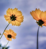 申请A-Level学校的基本要求AOLevel考试资讯网_A-Level与O-Level考试培训网