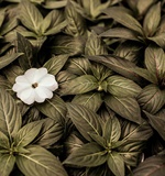 英国中学A-Level改革的四个变化AOLevel考试资讯网_A-Level与O-Level考试培训网