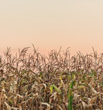 英国留学生数量减少和脱欧有没有关联AOLevel考试资讯网_A-Level与O-Level考试培训网