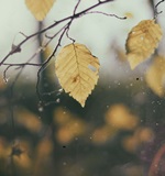 A-Level中文考的究竟是什么？AOLevel考试资讯网_A-Level与O-Level考试培训网