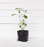 新加坡剑桥O水准考试的基本内容AOLevel考试资讯网_A-Level与O-Level考试培训网