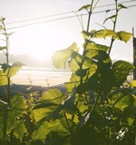 荷兰留学？看看A-level学习的最新动态AOLevel考试资讯网_A-Level与O-Level考试培训网