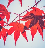 看这！A-level学费包含哪些内容AOLevel考试资讯网_A-Level与O-Level考试培训网