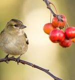 A-level成绩如何换成学分？这是一个问题AOLevel考试资讯网_A-Level与O-Level考试培训网