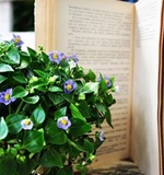 A-level资讯课堂：新加坡a水准考试一年考多少次AOLevel考试资讯网_A-Level与O-Level考试培训网