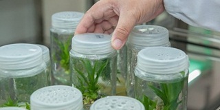 A-level留学资讯：详细分析英国大学的雅思成绩要求AOLevel考试资讯网_A-Level与O-Level考试培训网