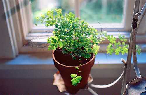 A-level生物考试内容与评分解析