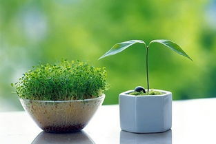 A-level生物考试内容与评分解析