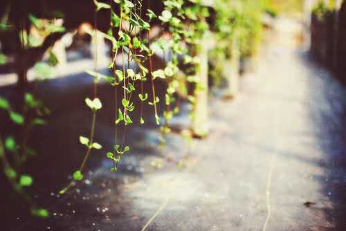 A-level社会学——A2内容介绍