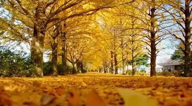 A-level数学——S1部分知识点梳理