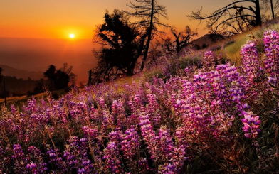 A-level英语情境词“pay”的使用