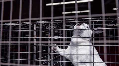 A-level成绩的重要性